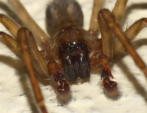 Amaurobius similis